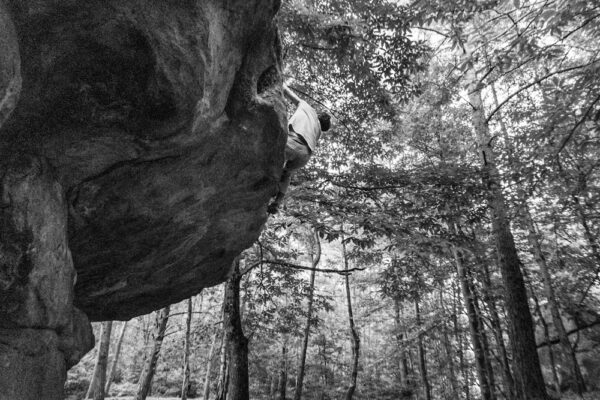 Into the wild - Œuvre limitée à 10 exemplaires
